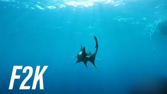Gli squali sono davvero mostri mangiauomini?