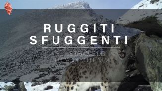 Ruggiti sfuggenti: leopardi delle nevi (a rischio) tra le montagne